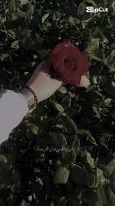 فرصة لا ترد